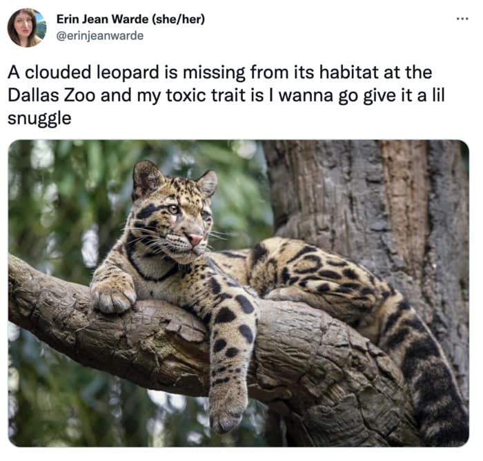 Dallas Zoo Missing Clouded Leopard Tweets Memes - snuggle