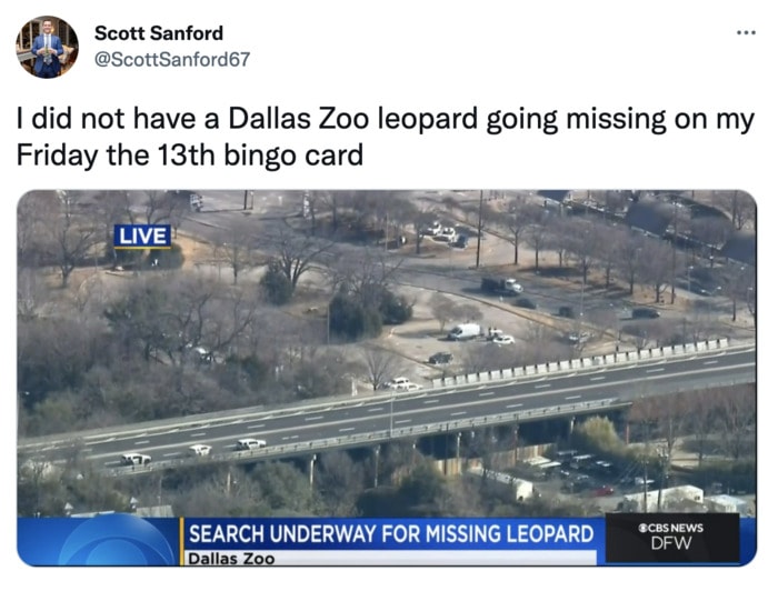 Dallas Zoo Missing Clouded Leopard Tweets Memes - friday the 13th