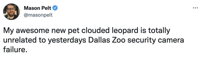 Dallas Zoo Missing Clouded Leopard Tweets Memes - pet leopard