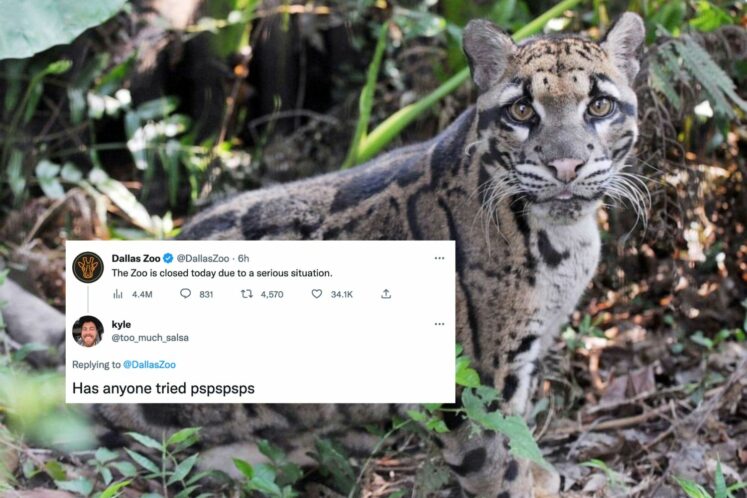 Dallas Zoo Missing Clouded Leopard Tweets Memes