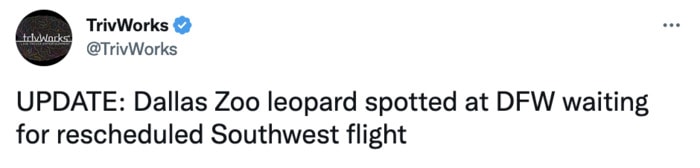 Dallas Zoo Missing Clouded Leopard Tweets Memes - southwest