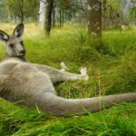 Funny Jokes - kangaroo