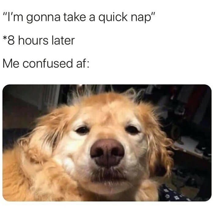 Hilarious Memes - dog taking a nap