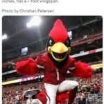 NFL Football Mascots Ranked - Arizona Cardinals - Big Red