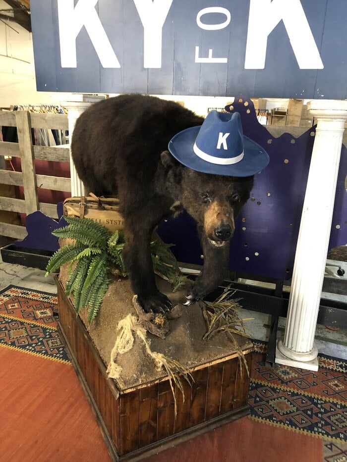 Cocaine Bear Facts - Lexington Museum in Kentucky