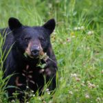 Cocaine Bear Facts - black bear