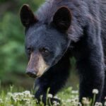 Cocaine Bear Facts - black bear