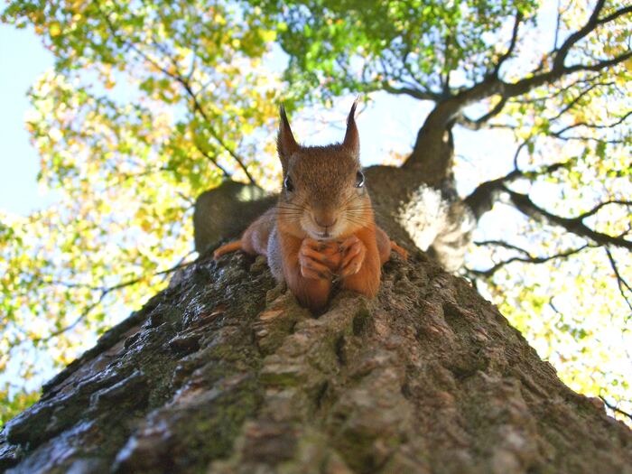 Short Jokes - Squirrel in tree