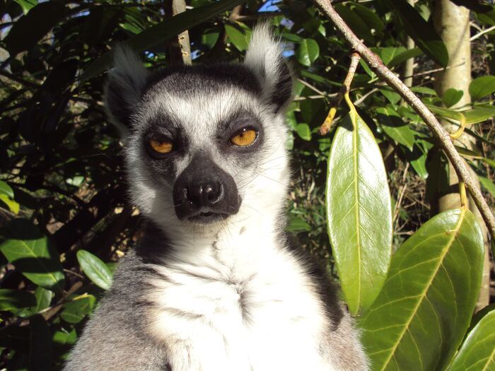 Short Jokes - unamused lemur