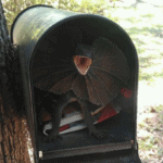April Fools Pranks - Monster in the Mailbox