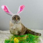 Easter Jokes - easter bunny cat