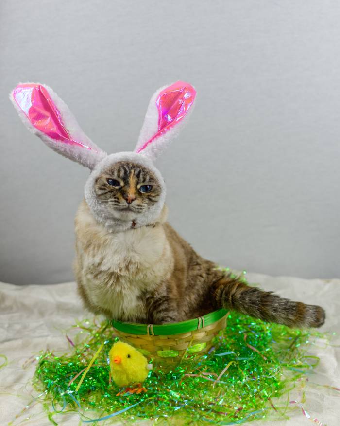 Easter Jokes - easter bunny cat