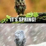 Spring Memes - spring into winter