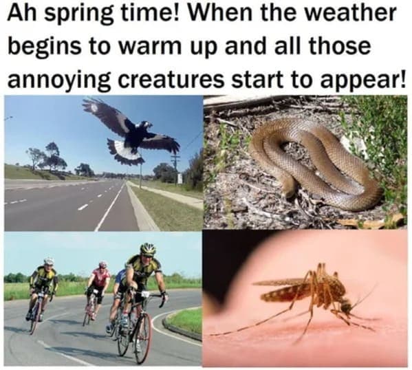 Spring Memes - spring critters