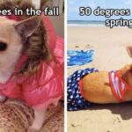 Spring Memes - fall vs spring