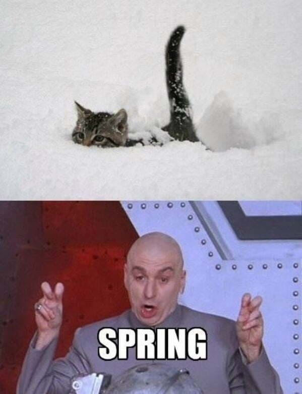Spring Memes - cat in snow austin powers