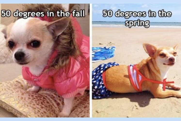 25 Funny Spring Memes That’ll Make You Laugh As Much As Your Allergies Make You Cry