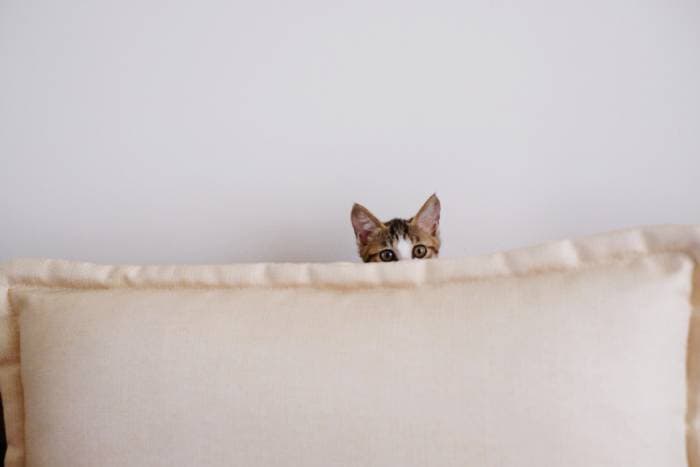 attachment styles - cat hiding