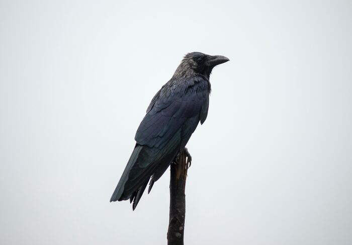 Interesting Facts - Crow on a Perch