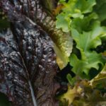 Interesting Facts - Fresh Lettuce