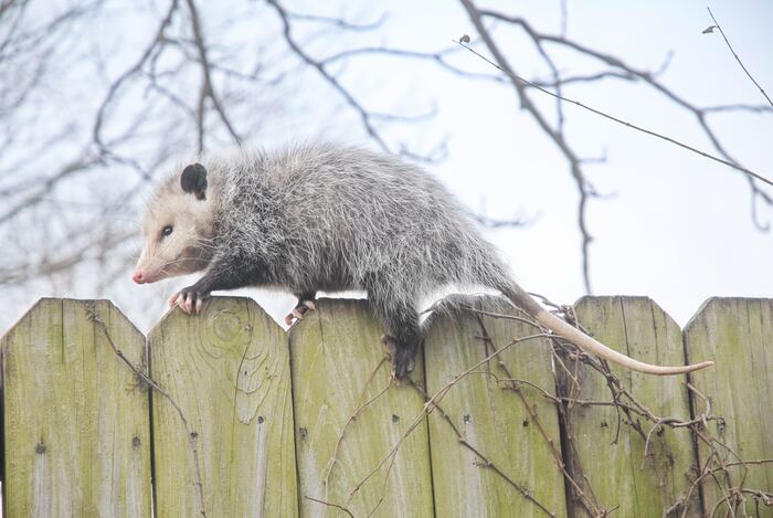 Interesting Facts - Opossum on a Fence