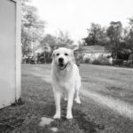 Interesting Facts - Great Pyrenees