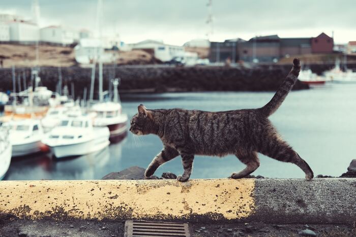Interesting Facts - Cat at a Pier