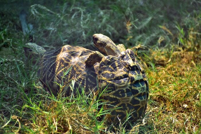 Interesting Facts - Mating Tortoises