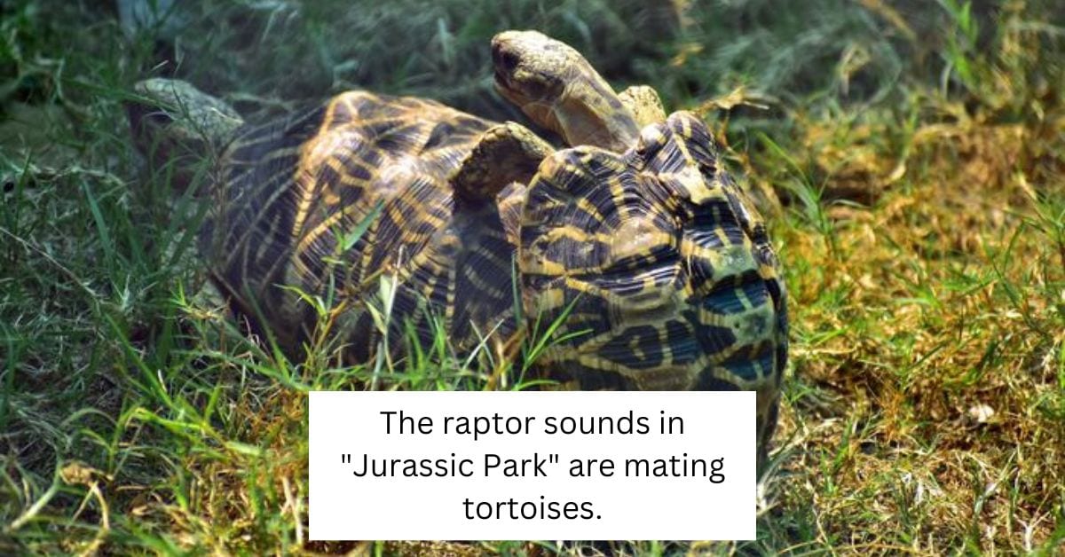 Interesting facts - mating tortoises