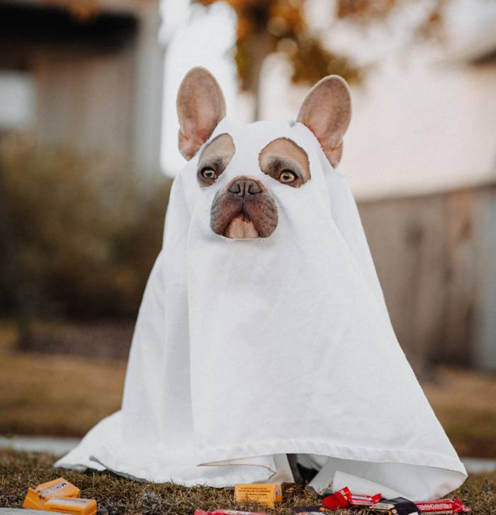 Stupid Jokes - ghost dog