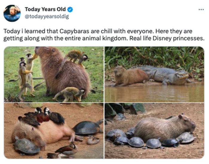 Disney Memes - capybaras are princesses