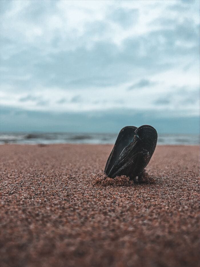 bad dad jokes - mussel on beach