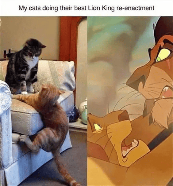 Disney Memes - cats doing lion king