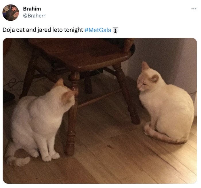 Met Gala 2023 Memes Tweets Reactions - two cats
