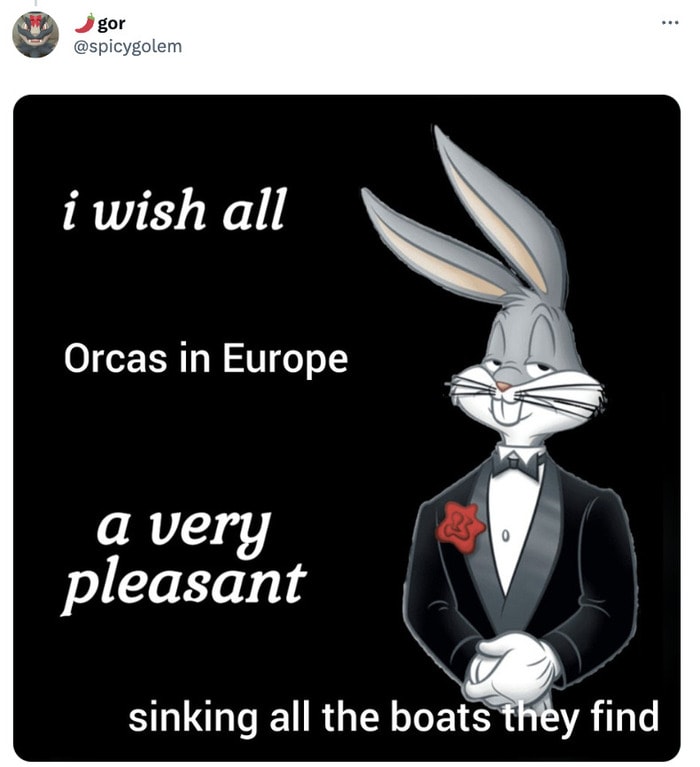 Orca Memes - bugs bunny have a pleasant time