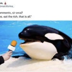 Orca Memes - orca interview