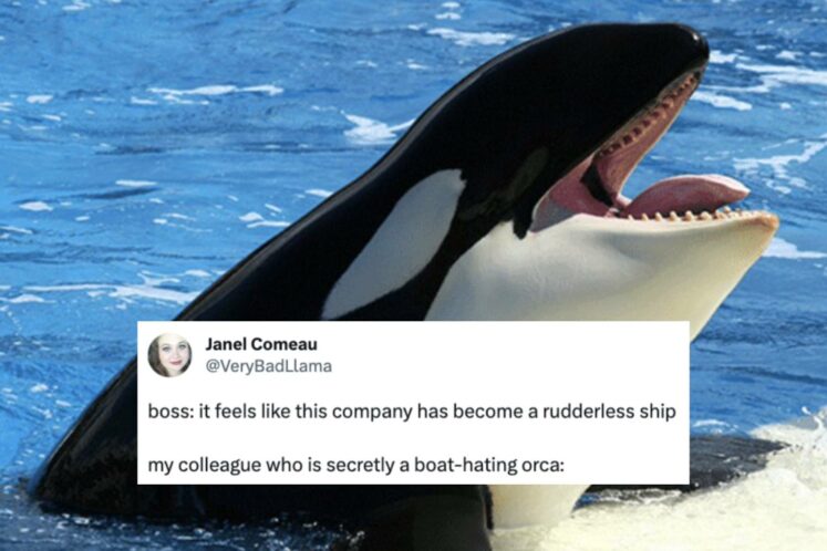 Orcas Started Attacking Boats, And Twitter Erupted With These Memes Of Support