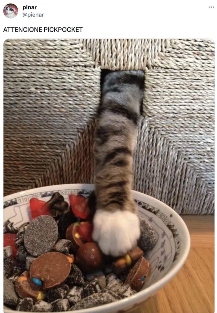  attenzione pickpocket tiktok memes tweets - cat stealing food