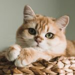 funny dating app openers - cute cat posing