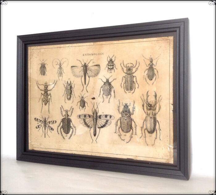 Dark Academia Decor Ideas - Victorian Entomology Illustration