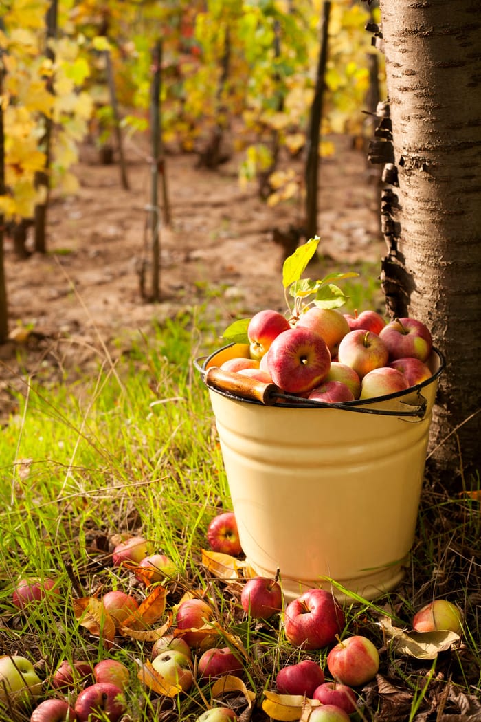 Fall Jokes - bushel of apples near tree