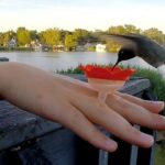 Best Gifts Under 25 - Hummingbird Feeder Kit Ring