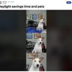 fall back memes daylight savings time - pets