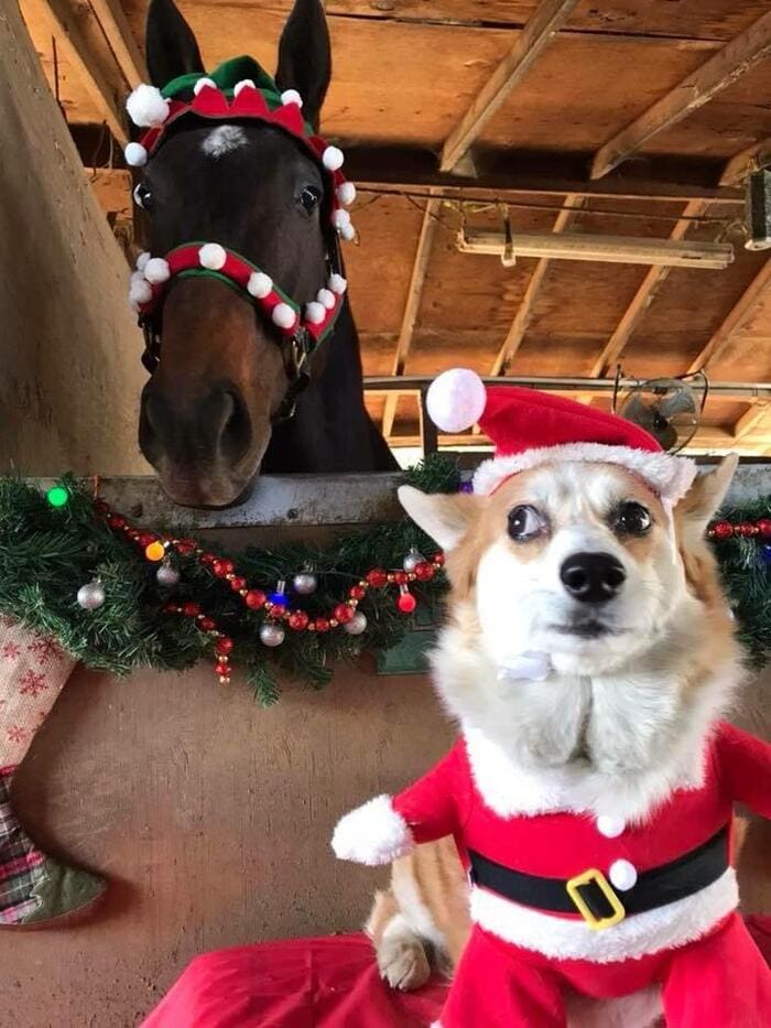 Funny Christmas Photos - dog and horse