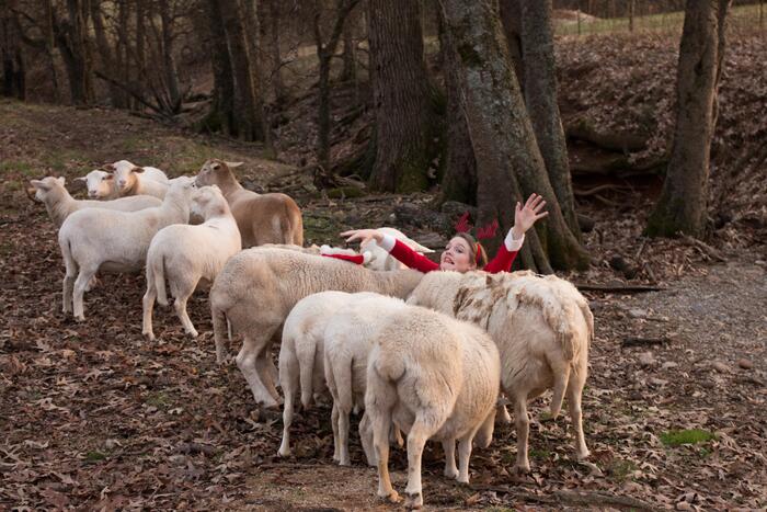 Funny Christmas Photos - sheep